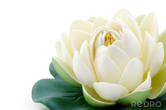 Bild Blühender Lotus