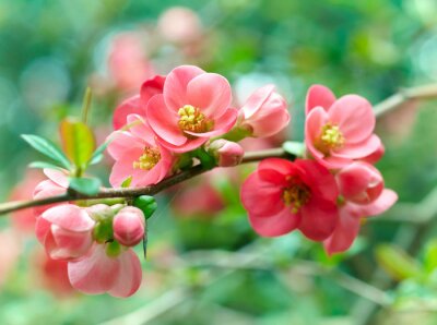 Bild Blühender Zweig mit rosa Blüten