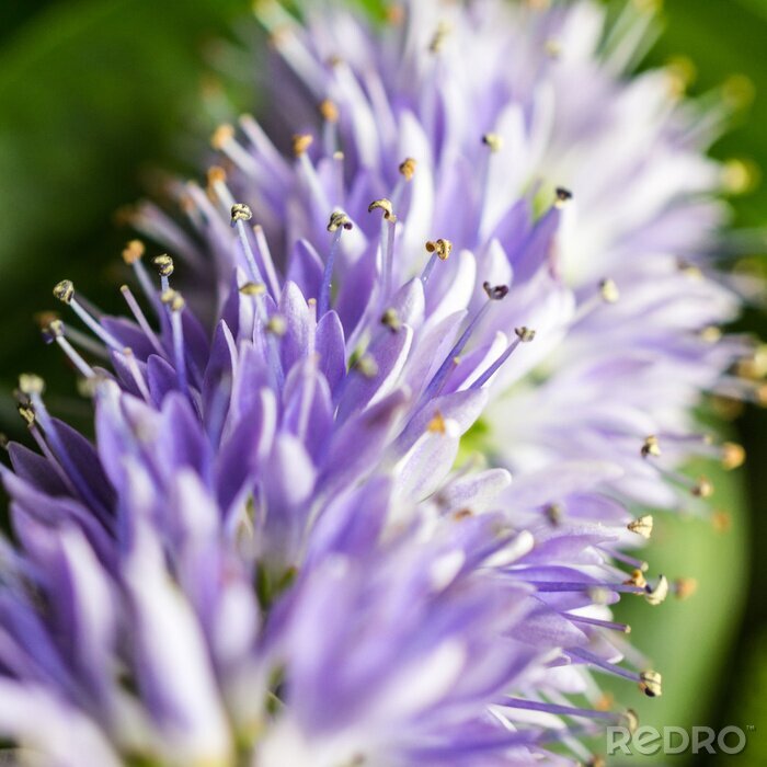 Bild Blüte mit gelbem Pollen