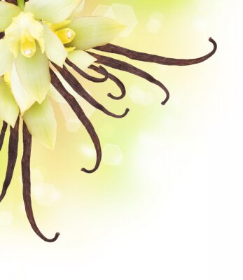 Blüten und Stangen von Vanille
