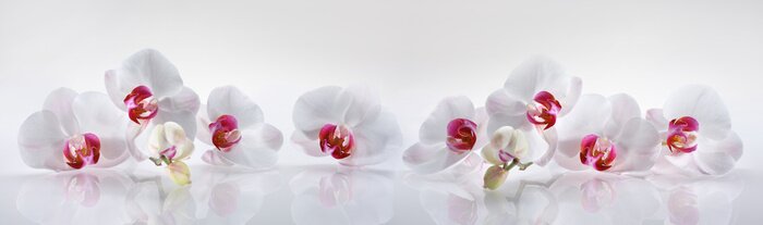 Bild Blume exotische Orchidee