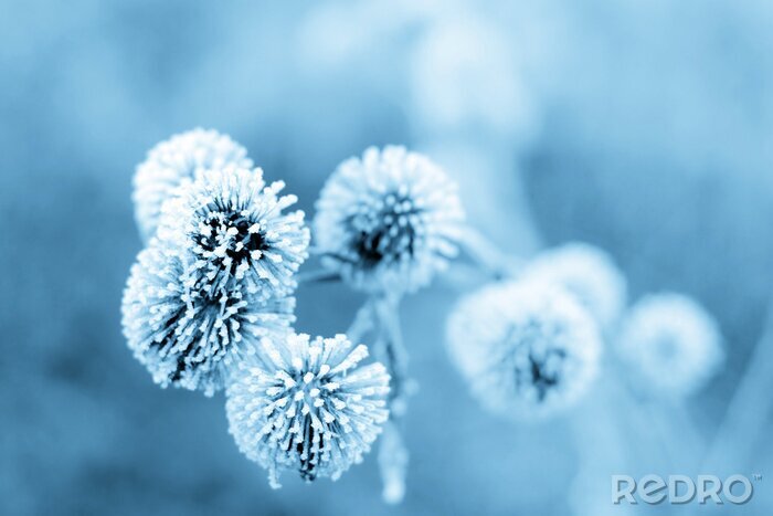 Bild Blume in blauen Tönen