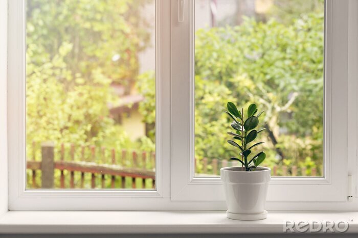 Bild Blume in einem Blumentopf auf einer Fensterbank