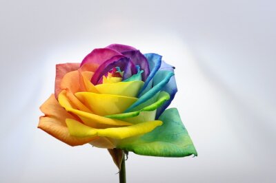 Blume mit Regenbogenblättern