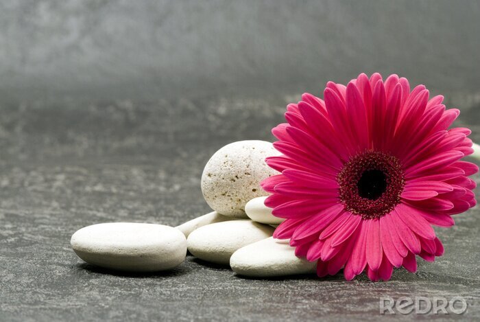 Bild Blume mit Steinen auf Beton