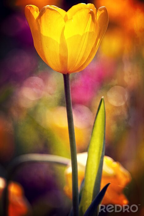Bild Blume mit untergehender Sonne im Hintergrund nach Maß myredro.de