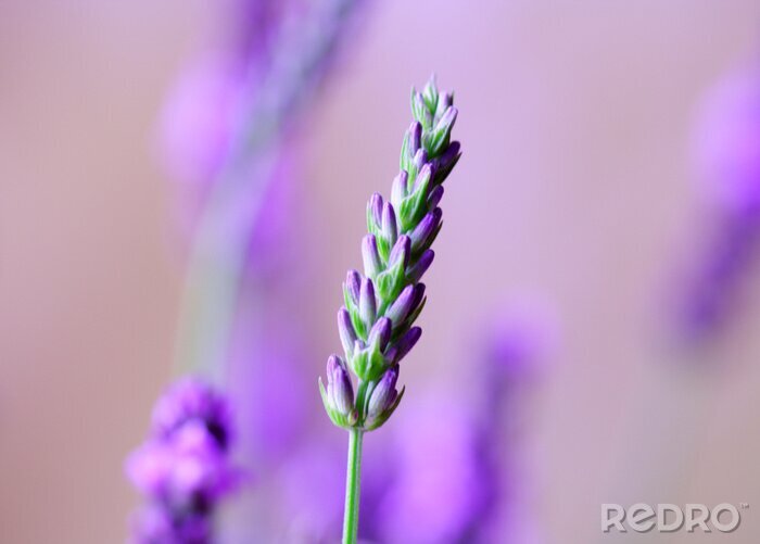 Bild Blume violett