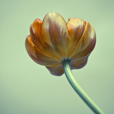 Blume vor grünem Hintergrund