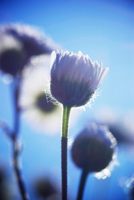 Bild Blumen am Himmel