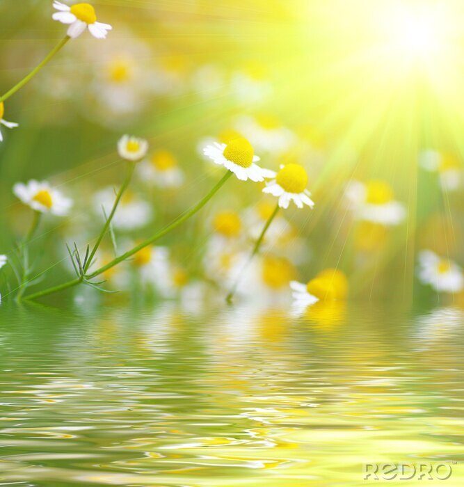 Bild Blumen am Wasser in der Sonne