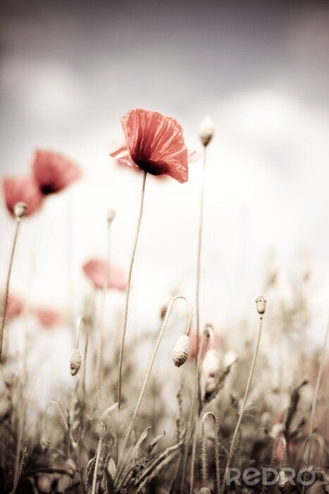 Bild Blumen am weißen Himmel