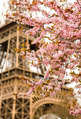 Bild Blumen auf Bäumen und Architektur von Paris