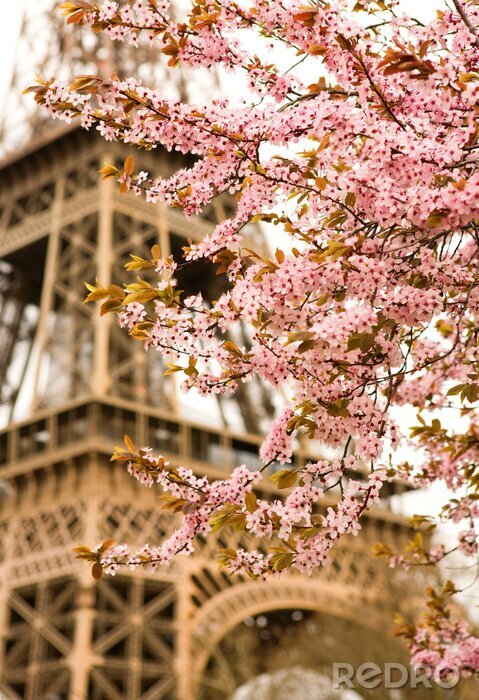 Bild Blumen auf Bäumen und Architektur von Paris