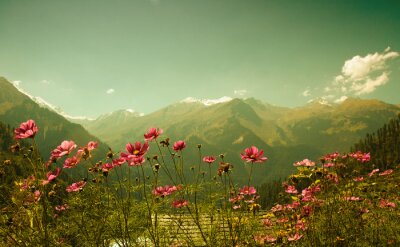 Bild Blumen auf der Berglandschaft