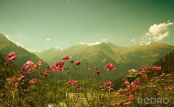 Bild Blumen auf der Berglandschaft