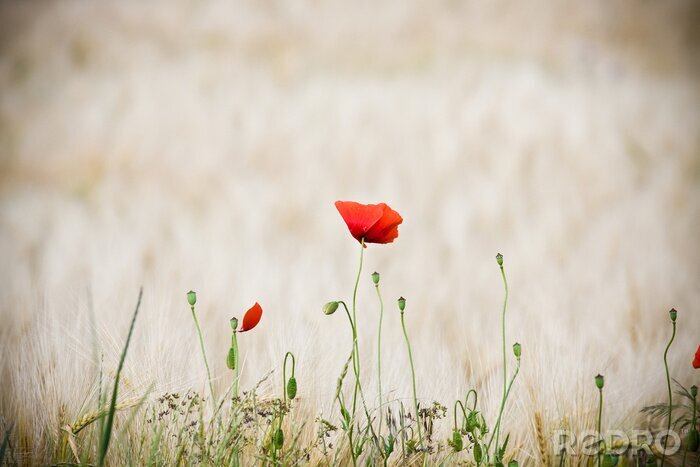 Bild Blumen auf einer Frühlingswiese