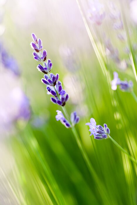 Bild Blumen aus Provence