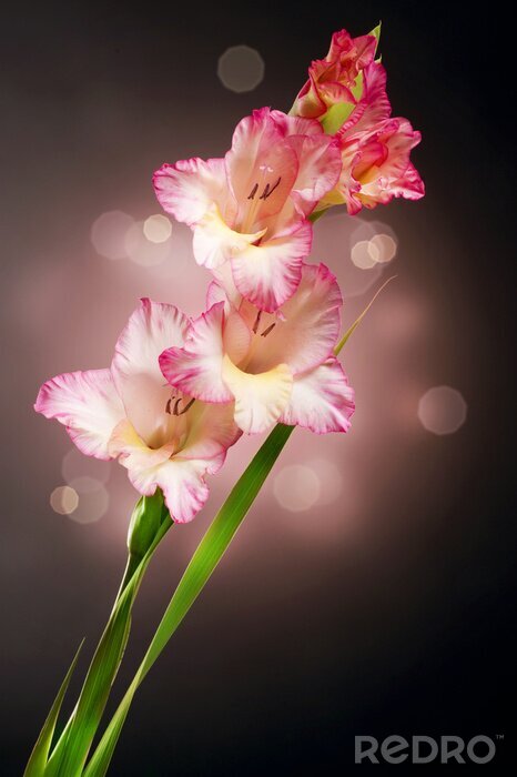 Bild Blumen im Herbst