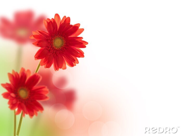 Bild Blumen in Rot auf unscharfem Hintergrund