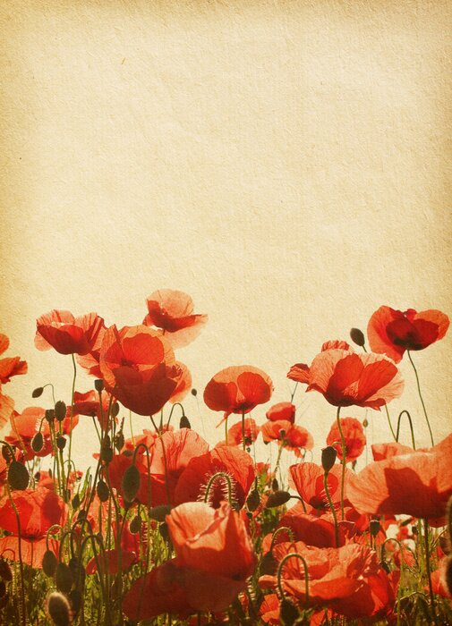 Bild Blumen in Sepia