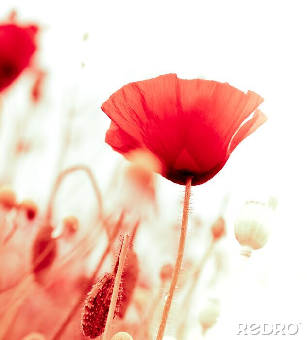 Bild Blumen rot