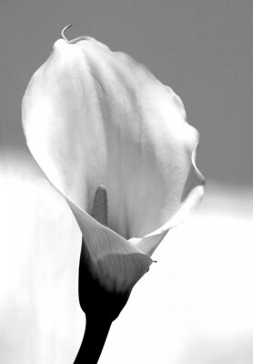 Blumen schwarz weiß