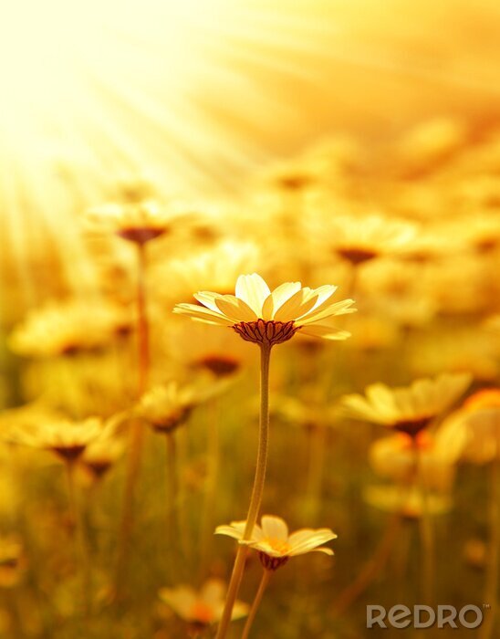 Bild Blumenfeld in der Sonne