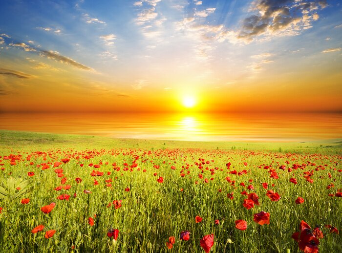 Bild Blumenfeld Meer und Sonnenuntergang