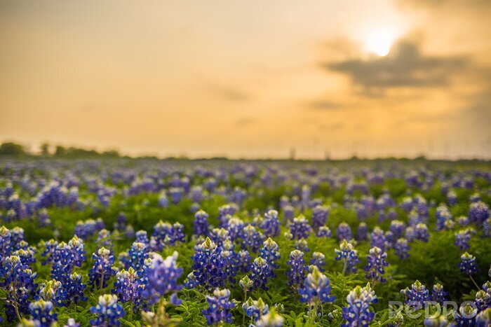 Bild Blumenfelder in Texas