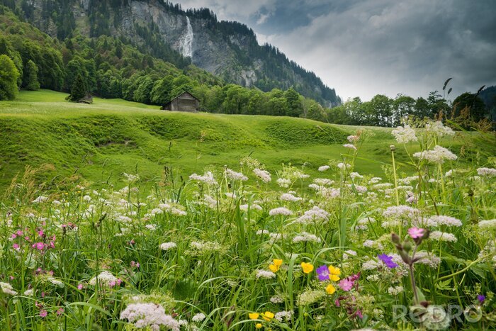 Bild Blumenwiese in den Bergen