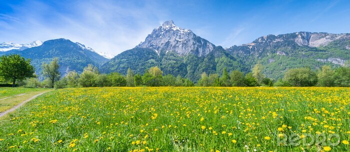 Bild Blumenwiese vor dem Hintergrund der Berge