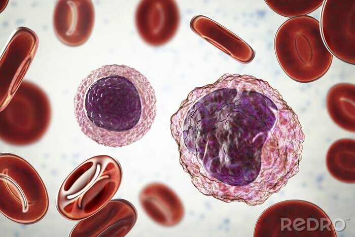Bild Blutzellen einer gesunden Person