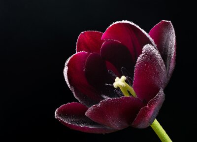 Bild Bordeauxrote Tulpe auf schwarzem Hintergrund