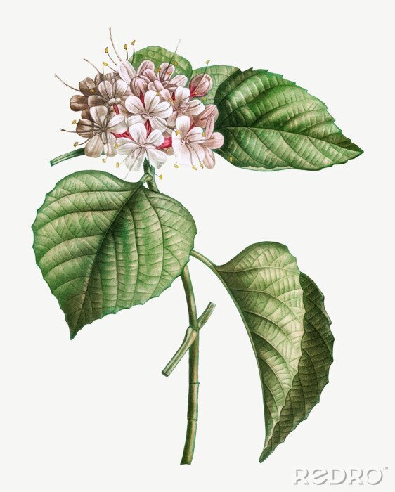 Bild Botanische bunte Grafik mit asiatischer Blume