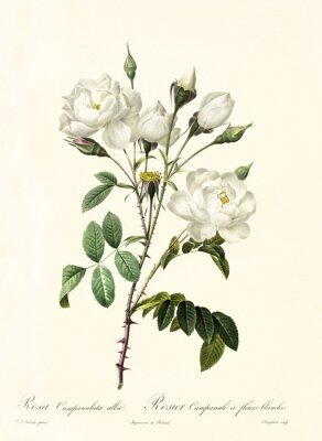 Botanische Grafik der weißen Rose mit Beschreibungen