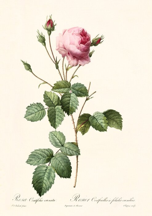 Bild Botanische Grafik rosa Retro-Rose