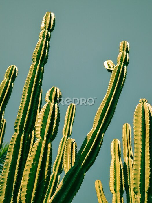 Bild Brasilianischer Kaktus vor dem Hintergrund des Himmels