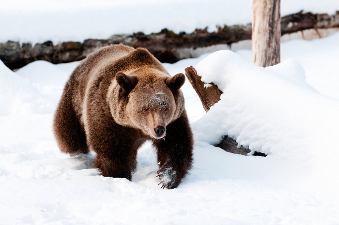Bild Braunbär im Schnee