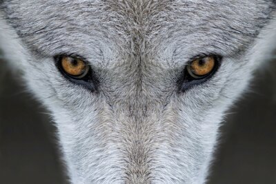 Braune Augen des Wolfes
