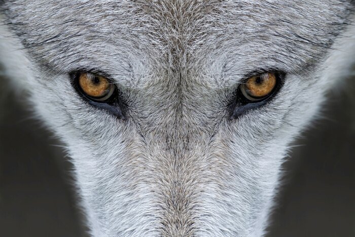 Bild Braune Augen des Wolfes