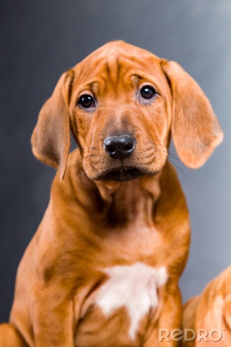 Bild Brauner Hund Welpe