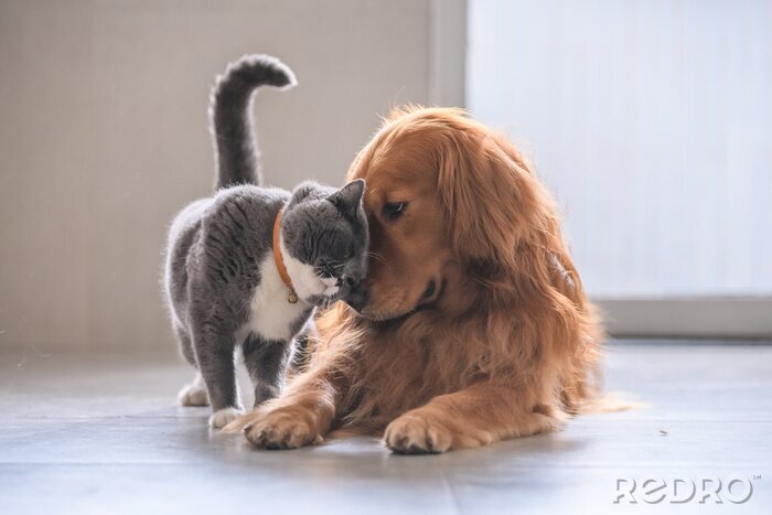 Bild Britische Katze kuschelt sich an einen Hund