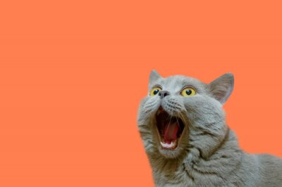 Bild Britische Katze mit offener Schnauze