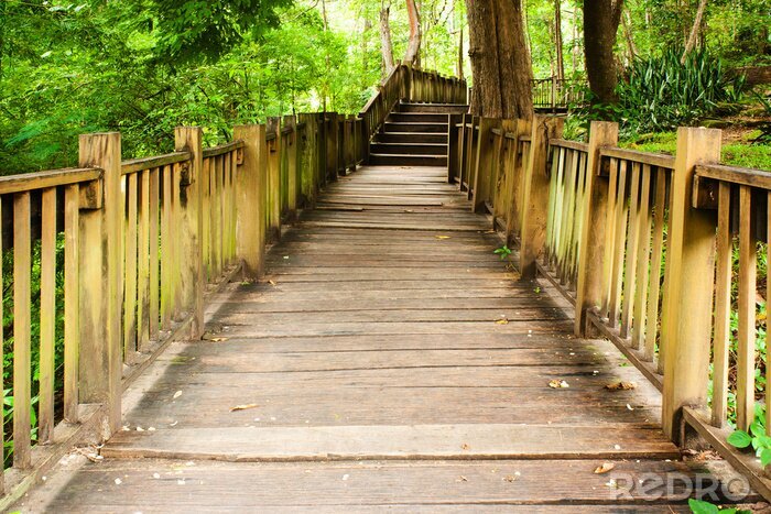 Bild Brücke im hellgrünen Wald