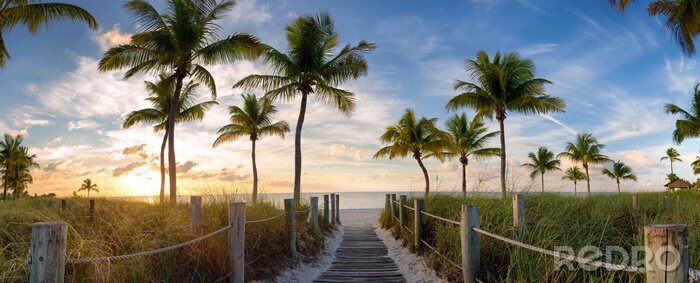 Bild Brücke und Palmen in Florida