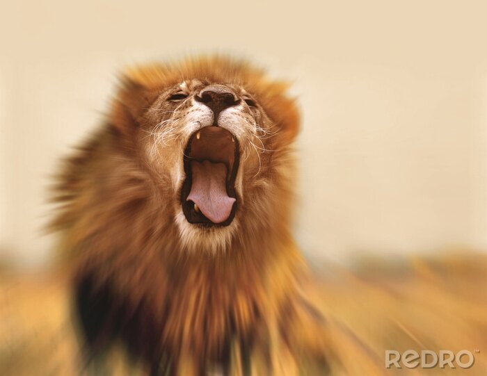 Bild Brüllen des Löwen