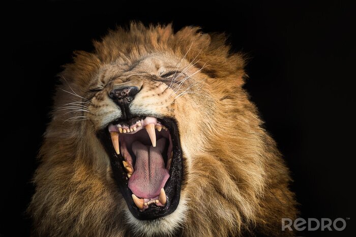 Bild Brüllender Löwe