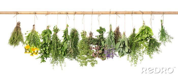 Bild Bündel frischer grüner Kräuter auf einem Zweig