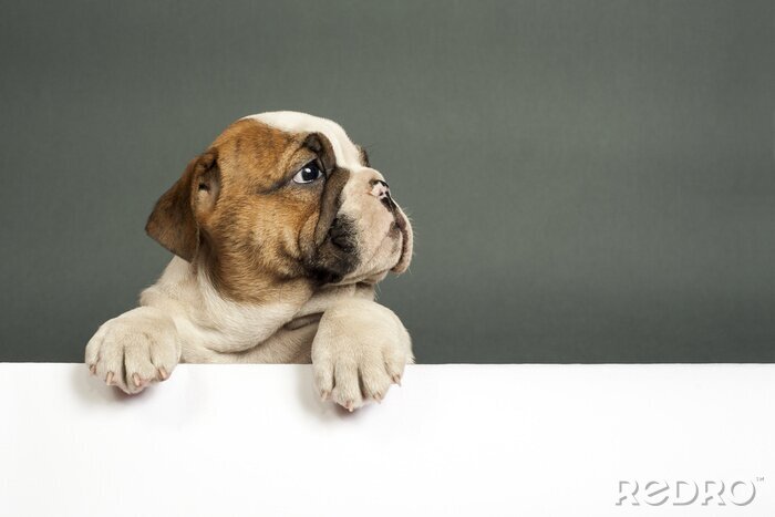 Bild Bulldogge Hund auf grauem Hintergrund