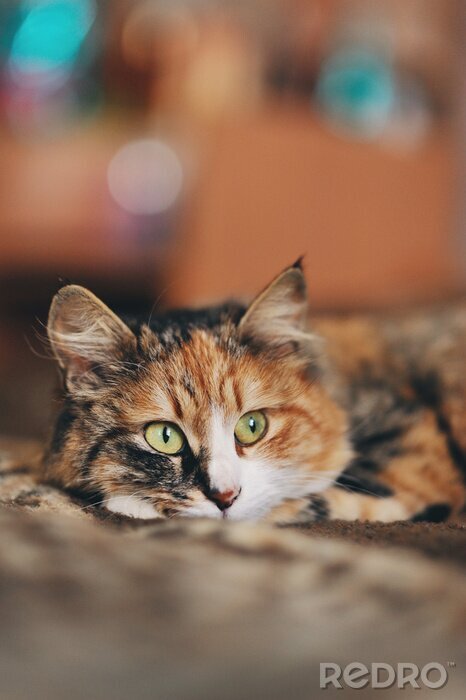 Bild Bunt getupfte Katze